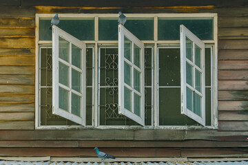 Pigeons on old wooden window of the former wooden house.