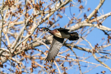 Wood Duck Drake Flight
