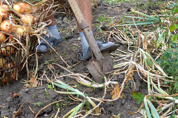 The process of digging out onions from the ground in the garden. Harvesting healthy vitamin...