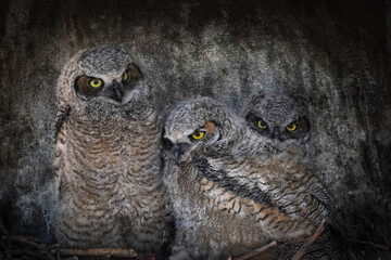 Great Horned Owlets