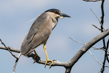 Black-crowned Night-heron