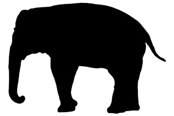 Animal. Black silhouettes of elephant isolated on a white background