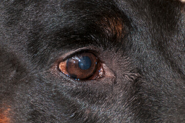 Doberman oko © Izabela