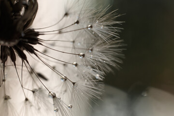 drops of water on a dandelion