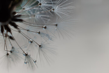 drops of water on a dandelion