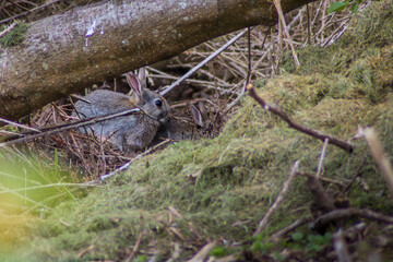 Fototapeta na wymiar Rabbits nesting, Ireland