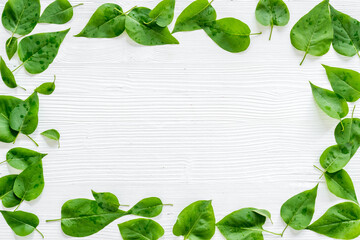 Top view frame of green leaves. Nature concept layout