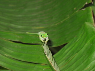 großer Seychellen-Taggecko Frontal