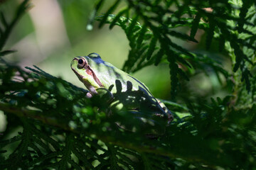 green tree frog in the coniferous branches of thuja