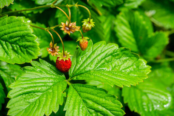 Red ripe wild strawberry on plant in the garden. Selective focus. Shallow depth of field.