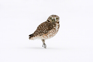 Burrowing Owl  Snow