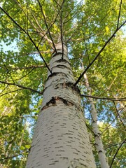 Fototapeta premium old oak tree