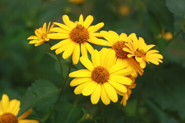 Yellow flowers of blooming Heliopsis sunflower Helianthus pauciflorus on a flowerbed in the garden. Hohlspiegel variety.