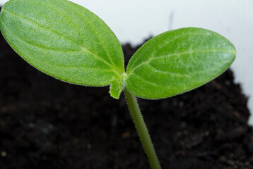 The seedlings of cucumber. Planting work with the seed material before planting in the open ground.