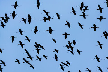White-faced Ibis - Flock