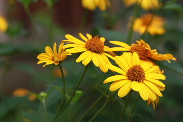 Yellow flowers of blooming Heliopsis sunflower Helianthus pauciflorus on a flowerbed in the garden. Hohlspiegel variety.