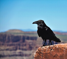 raven on a rock