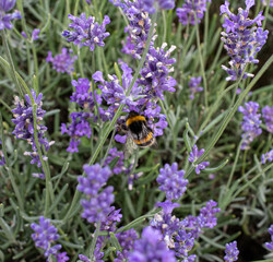 A Bumble Bee and Lavender