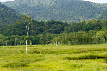初夏の尾瀬