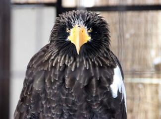 portrait of a eagle