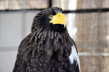 portrait of an eagle