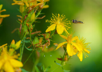 
little fly flies on yellow flower with green background