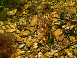 A closeup picture of a crab underwater. Picture from Oresund, Malmo in southern Sweden.