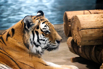 tiger in the zoo