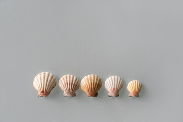Pattern of Different seashells lined up in one row in descending order on pastel gray background. Top view, flat lay. Summer concept. Sea summer vacation background.