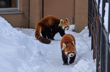 red panda in zoo