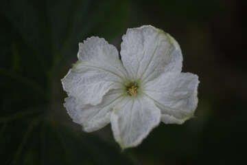 gourd flower