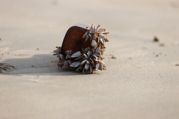 Beach - Polution - Rescue the Nature 