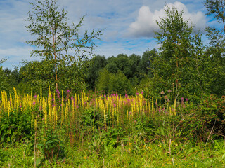 Abundant wild flowers and a cloudy blue sky, North Yorkshire, England