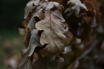 Brown old leaves on a dead tree