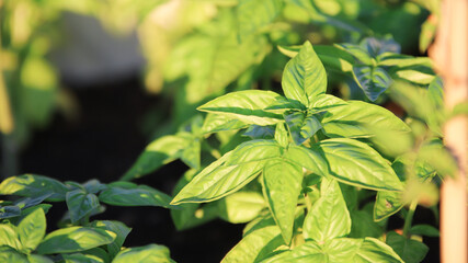 Fresh basil background. Food and clean eating concept