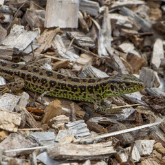 lizard