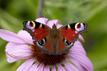 butterfly on flower