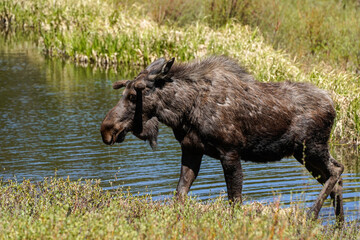 Bull Moose - Drinking