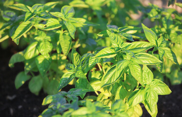 Fresh basil background. Food and clean eating concept