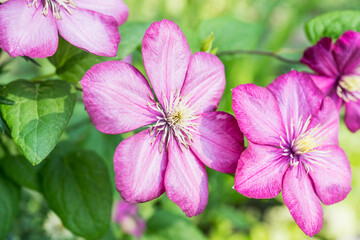 Blooming clematis in the garden. Selective focus. Shallow depth of field.