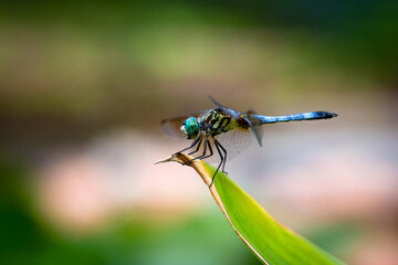 dragonfly on a green leaf
