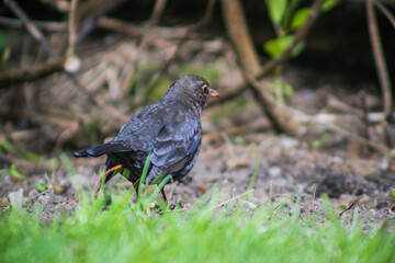 Blackbird on the grass, Ireland