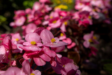 pink flowers in the garden