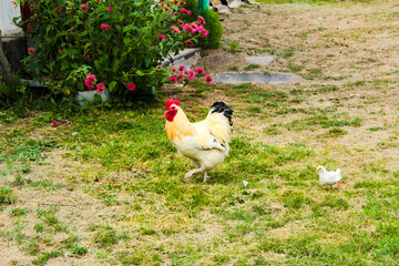 rooster and hen on a farm