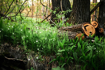 Beautiful forest flowers in springtime, moss and logs in the foreground