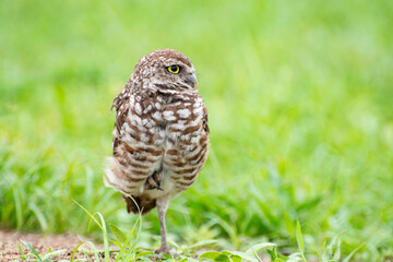 Burrowing owl