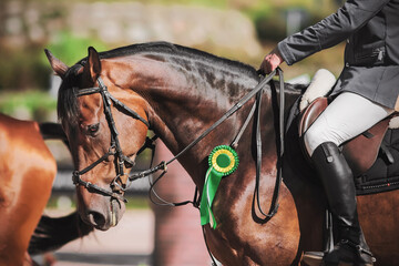 A beautiful Bay racehorse with a rider in the saddle was awarded a green rosette for participating...