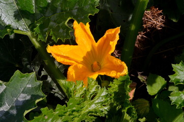 Green young zucchini with yellow flower in summer.Gardening background with zucchini plant in open ground, close up