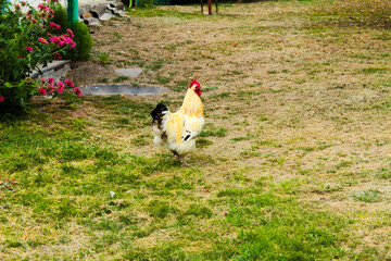 free range chickens in grass