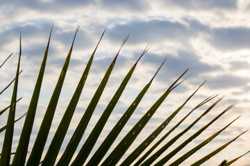 Palm tree leaves background, beach, sea and leaf of the palm tree. Sky and clouds.